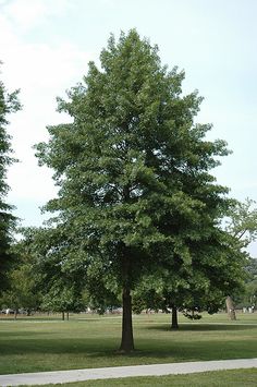 a large green tree sitting in the middle of a park