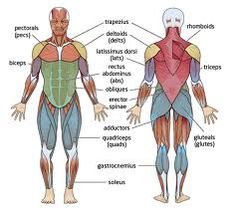 an image of the muscles and their major functions in human body diagram with labels on each side