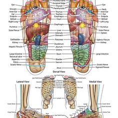 "Brain Reflexology Map" Photographic Print for Sale by ChantelCLucier | Redbubble Pressure Points Hands, Reflexology Foot Chart, Foot Reflexology Massage, Reflexology Chart, Face Mapping, Acupressure Massage