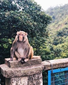 a monkey sitting on top of a stone wall next to a blue metal fence with trees in the background