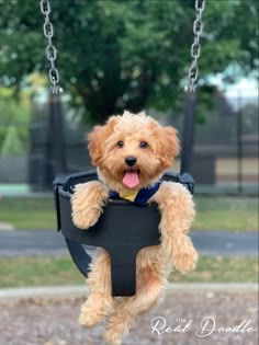 a brown dog sitting on top of a swing