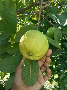 a person holding up a green fruit on a tree