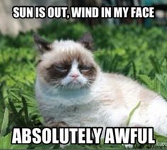 a grumpy cat laying in the grass with caption sun is out, wind in my face absolutely awful