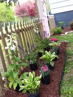 some plants are growing on the side of a fenced in area with mulch