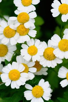 white and yellow flowers with green leaves in the background