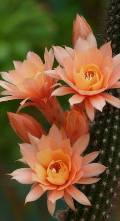 three pink flowers are blooming on a cactus plant with green leaves in the background