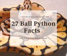 27 ball python facts only owners will know Ball Python Facts Pets, Scaleless Ball Python, Ball Python Enclosure Ideas, Ball Python Pet, Pet Snakes, Burmese Python