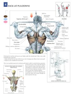 an image of the back and shoulder muscles