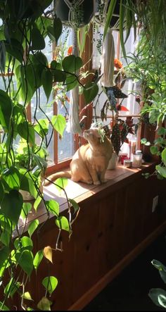 sun, plants House Plants Astethic, Plants And Cats Aesthetic, House Plant Astethic, Retro Plant Aesthetic, Aesthetic Plant House, Cat Greenhouse, Apartment Plants Aesthetic, Houseplants Aesthetic, Cat With Plants