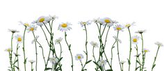 white daisies with yellow centers in the foreground against a white background, set on top of each other