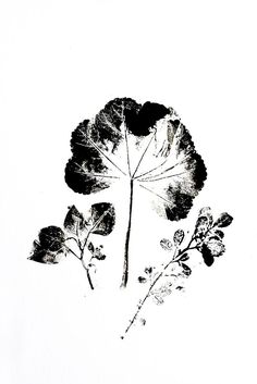 an ink drawing of leaves and flowers on white paper