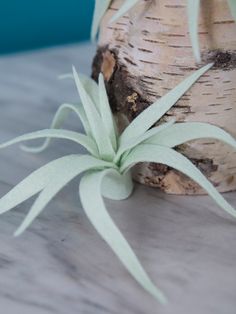 an air plant sitting on top of a wooden table