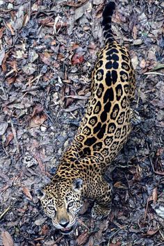 a large leopard walking across a leaf covered ground