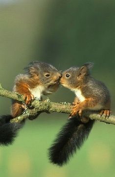 two small animals sitting on top of a tree branch with their noses to each other