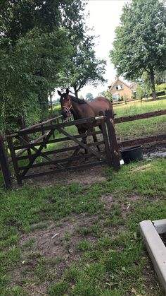 a horse standing behind a wooden fence on top of a lush green field with trees