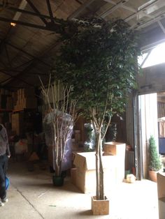 a man standing next to a tall tree in a room filled with boxes and other items