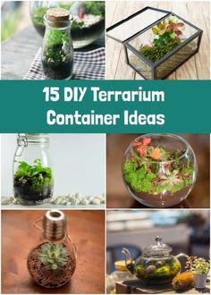 different terrarium containers with plants in them and text overlay that reads, 15 diy terrarium container ideas