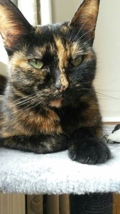 a calico cat laying on top of a scratching post