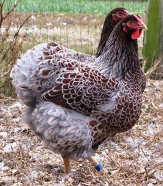 an image of a chicken on the webpage with other pictures and words below it