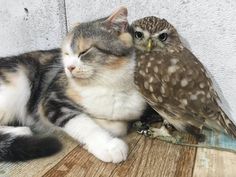 a cat laying on top of a wooden floor next to an owl