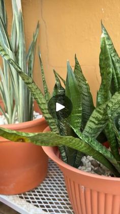 two potted plants sitting next to each other