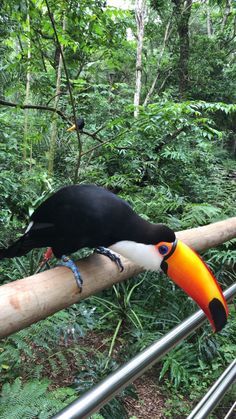 a toucan sitting on top of a tree branch in the jungle with a colorful beak