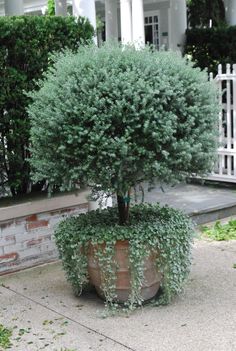 a potted plant sitting on top of a sidewalk