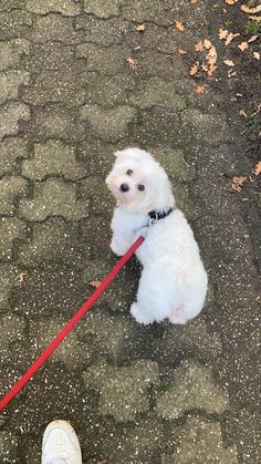 a small white dog on a red leash