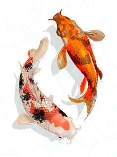 two orange and white koi fish swimming together