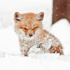 a baby fox is sleeping in the snow