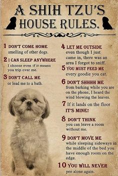 a shih tzu's house rules poster