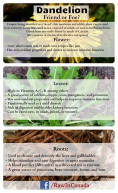 the benefits of dandelion for your health and well - being body info sheet