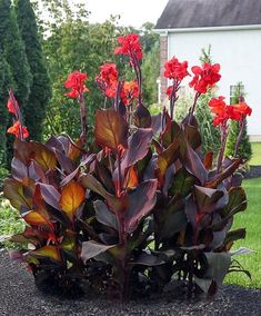 red flowers are growing in the middle of a graveled area near a white house