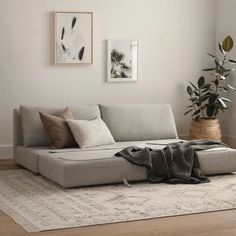 a living room with a couch, rug and potted plant