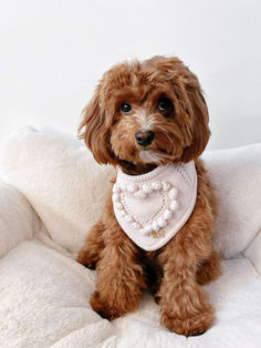 valentine's day dog bandana, xo dog bandana, love dog accessories, dog bandana, dog bandanas, dog photography, bandanas for dogs, puppy essentials, things for puppies, puppy supplies, pet photography, cute dog bandanas, goldendoodle, goldendoodle puppy, aesthetic dog accessories, valentines day dog Puppy Essentials, Puppy Aesthetic, Accessories For Dogs, Dog Valentine, Aesthetic Dog, Valentines Day Dog, Summer Toys, Puppy Supplies, Bandana Dog