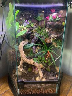 an aquarium filled with plants and rocks on top of a hard wood floor next to a wall