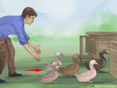 a man standing next to two ducks and one duckling in front of a cage