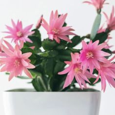 a potted plant with pink flowers in it