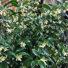 a bush with white flowers in front of a brick wall and green leaves on it