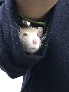 a white rat is peeking out from behind a blue towel with its head sticking out