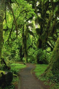 a dirt road surrounded by trees covered in moss