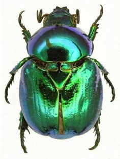 an image of a shiny green beetle