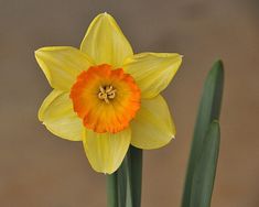 an orange and yellow flower with green stems