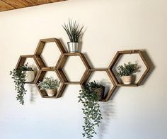 several wooden hexagonal shelves holding plants and potted plants on the side of a wall