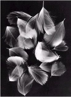 black and white photograph of leaves