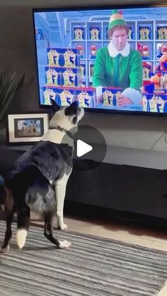 two dogs standing in front of a flat screen tv with the same image on it