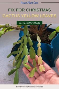 christmas cactus yellow leaves