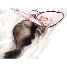 a ferret sleeping on top of a white sheet with a pink butterfly shaped hat