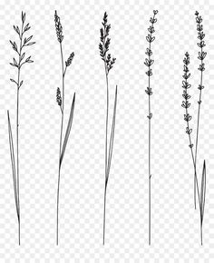 four different types of plants on a white background