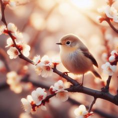 a small bird sitting on top of a tree branch with white flowers in the background